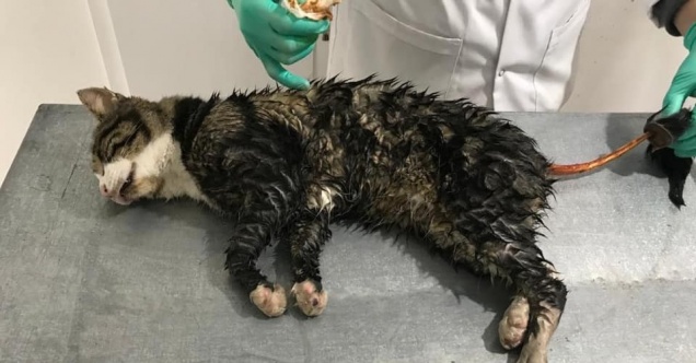 Yaralı sokak hayvanları tedavi edildi