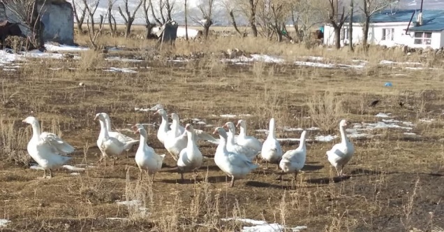 Yoksulluğa karşı Kaz Yetiştiriciliği projesi