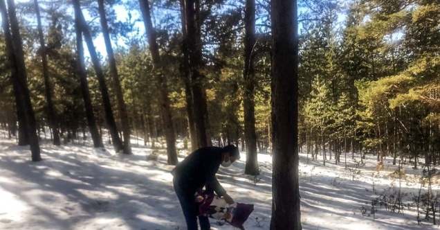 Doğadaki yaban hayvanları için yiyecek bırakıldı