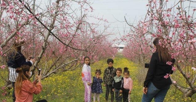 Badem ağaçları çiçek açtı vatandaşlar bahçelere akın etti