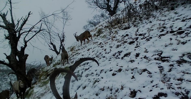 Tunceli’de yaban keçileri sürü halinde foto kapanla görüntülendi