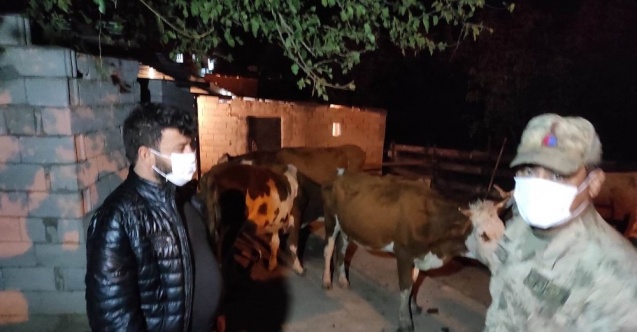 Hayvan hırsızları JASAT’tan kaçamadı