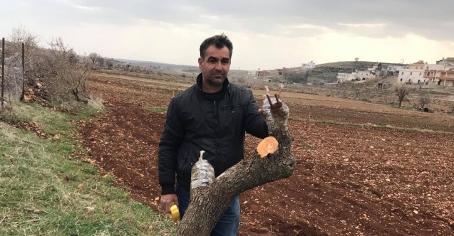 Gercüş’te meyve ağaçları aşılanmaya başlandı