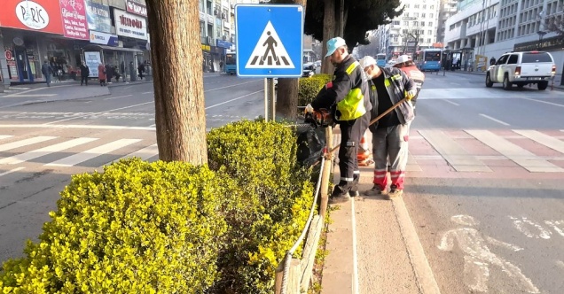 Kahramanmaraş’ta minyatür ağaçlar budanıyor