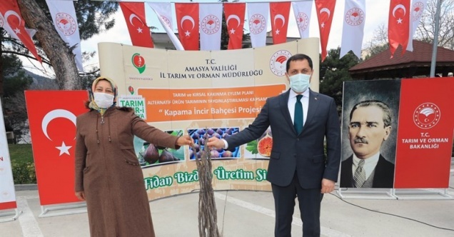 Amasya’da incir, elma ve kiraza alternatif olacak