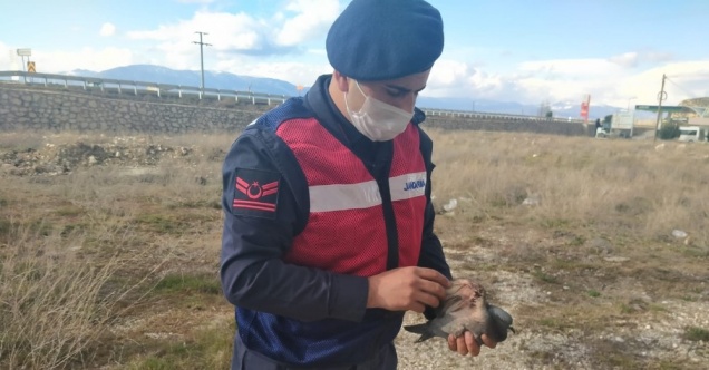 Yaralı güvercini jandarma kurtardı
