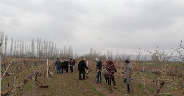 Bağcılık yapan çiftçilere budama eğitimi verildi