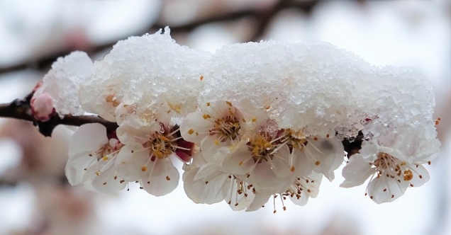 Çiçek açan meyve ağaçları kar altında kaldı