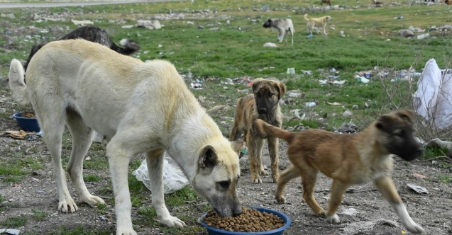 Sahipli kedi ve köpeklerin kimliklendirilmesi mecburi olacak