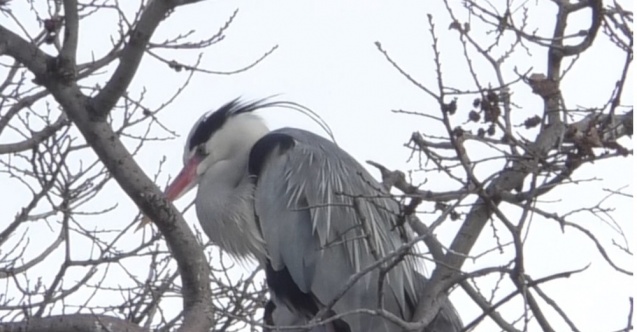 Asırlık çınar ağaçlarının üzerinde yuva yapan gri balıkçıl kuşlar ilgi odağı oldu