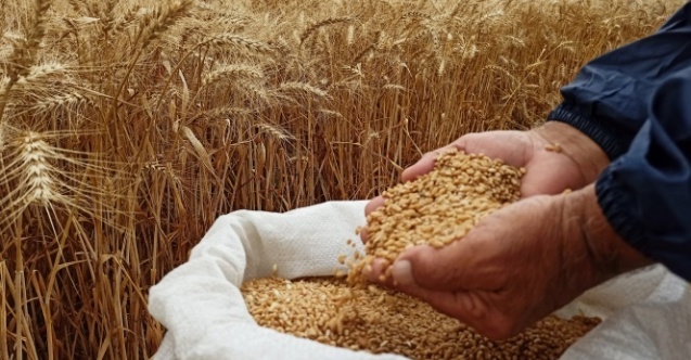 Kars’ta 34 ton kavılca buğdayından 250 ton ürün elde edildi