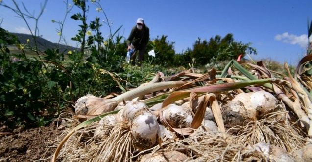 Çaltı sarımsağı için coğrafi işaret başvurusu yapılacak