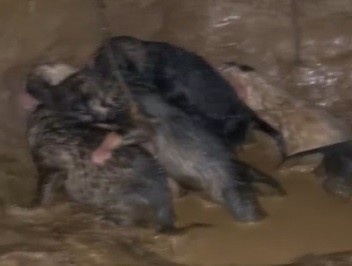 Boğulma tehlikesi geçiren yavru köpekler kurtarıldı