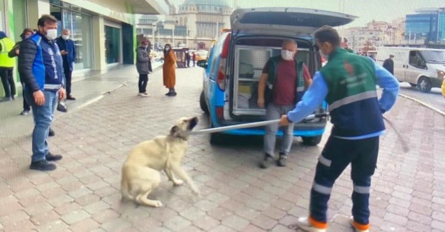 Okul yolunda sokak köpeğinin saldırdığı çocuk yaralandı
