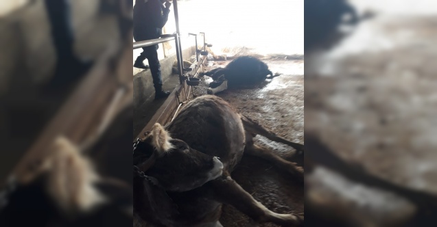 Elektriğe kapılan 9 hayvan telef oldu