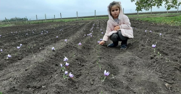 Dünyanın en pahalı baharatı için Gagauzya’da safran tarlası kurdular