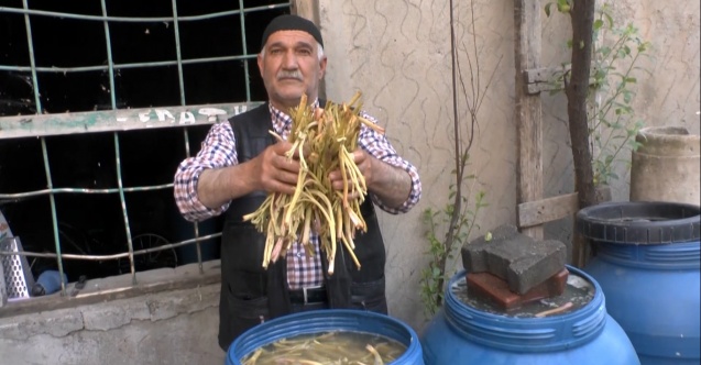 Muş’ta cağ bitkisine ilgi