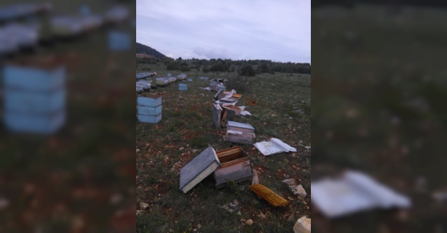 Çorum’da ayılar 60 arı kovanına zarar verdi