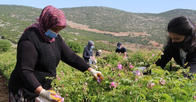 2 bin 637 metrelik Davraz Dağı eteklerinde gül hasadı