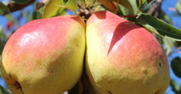 Eğirdir MAREM’in 6 Armut Çeşidi Tescillendi
