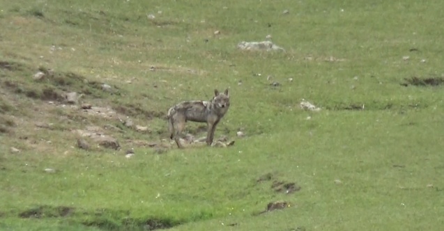 Sarıkamış’ta kurt yola indi