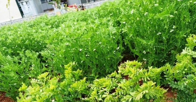 Harran Üniversitesi tarımda yeniliklerin öncüsü