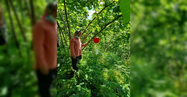 Fındıkta dalkıran zararlısına karşı mücadele