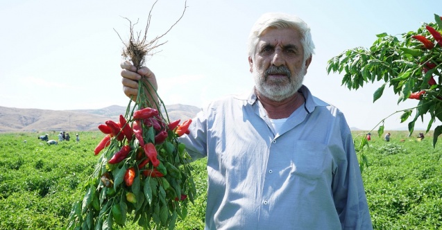 Çiftçi, fide desteğinden memnun