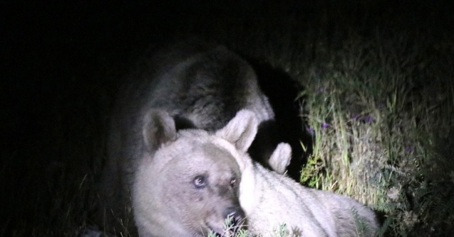 Nemrut’un ayıları gece görüntülendi