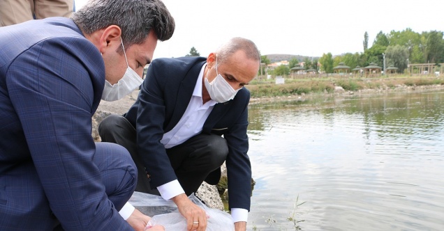 Yarım milyon yavru balık gölle buluşturuluyor