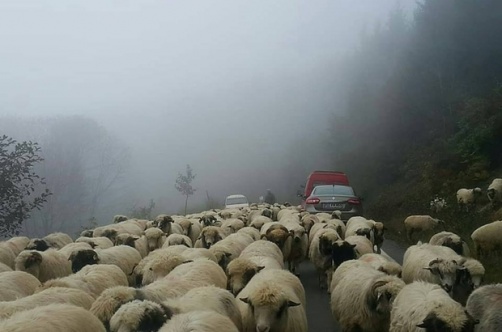 Yayladan dönüş başladı