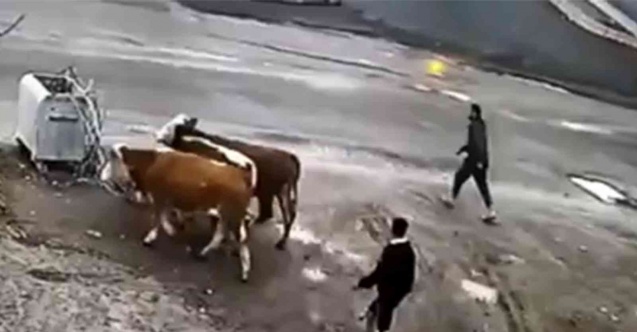 Ardahan’da hayvan hırsızları tutuklandı