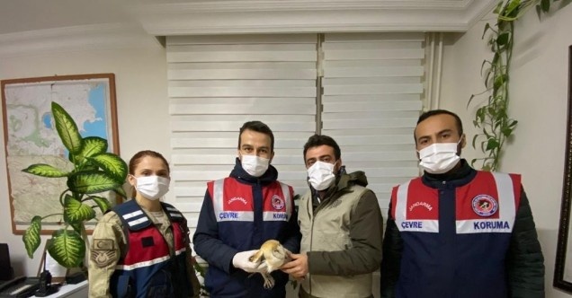 Bitlis’te peçeli baykuş DKMP’ye teslim edildi