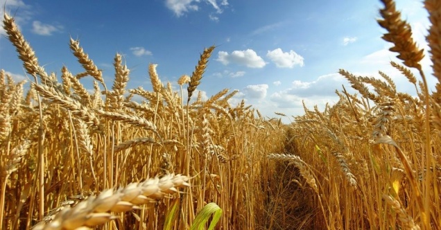 Ardahanlı üreticilere müjde, destek ödemeleri başladı