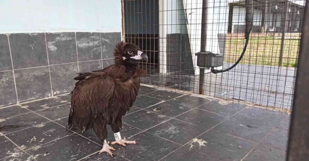 Yorgun düşen akbaba Keşan’da tedavi altına alındı