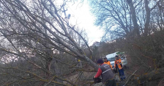 Şiddetli rüzgar ağaçları devirdi