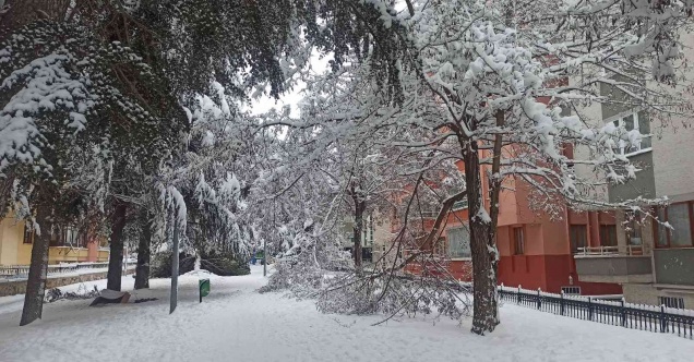 Karın ağırlığına dayanamayan ağaçlar kökünden devrildi