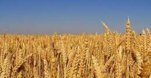 Edirne’de buğday 4 lira 176 kuruştan satıldı