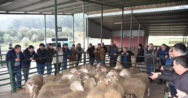 Üreticiye damızlık koç desteği