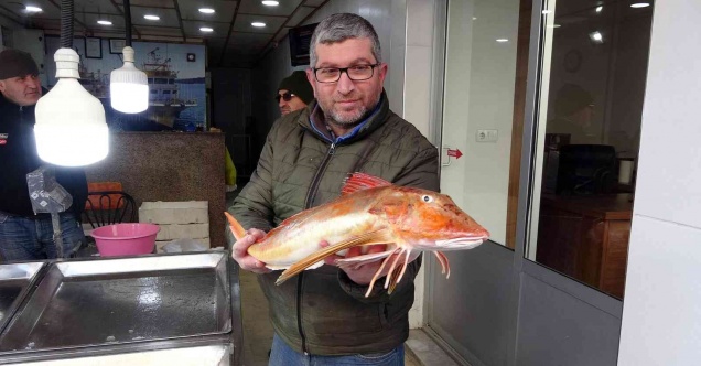Nadir bulunan kırlangıç balığı ağlara takıldı