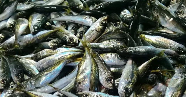 Hamsi bitti, tezgahları istavrit ve mezgit süsledi