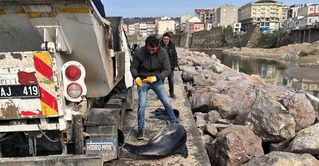 Sinop’ta ölü yunuslar kıyıya vurdu