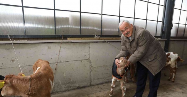 Ordu’da çiftçilere 300 inek dağıtıldı