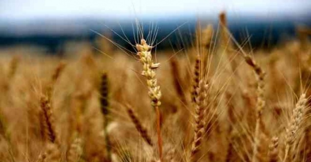 Edirne’de buğday 5 lira 429 kuruştan satıldı