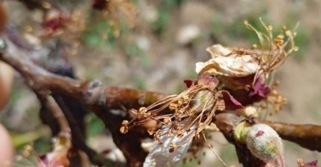 Kayısı bahçelerindeki ’’don’’ hasarı belli oluyor
