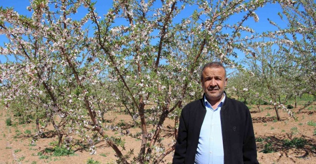 Şanlıurfalı çiftçinin yüzü badem geliriyle güldü
