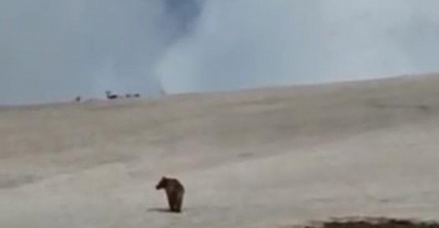 Hayvanlarını otlatırken karşılaştığı ayıyı cep telefonu ile görüntüledi