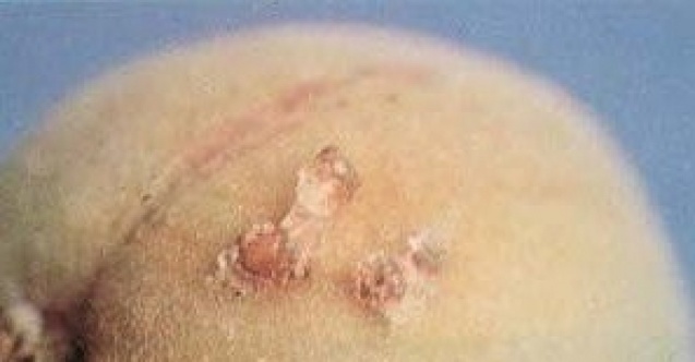 Meyve üreticilerine uyarı