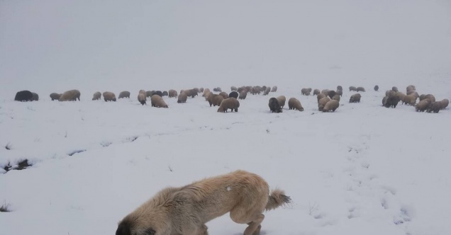 Bayburt’un yüksek kesimlerinde kar yağışı görüldü