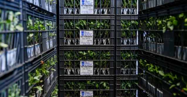 Ankara’da çiftçilere yüzde 75 hibe ile sebze fidesi dağıtımı başladı